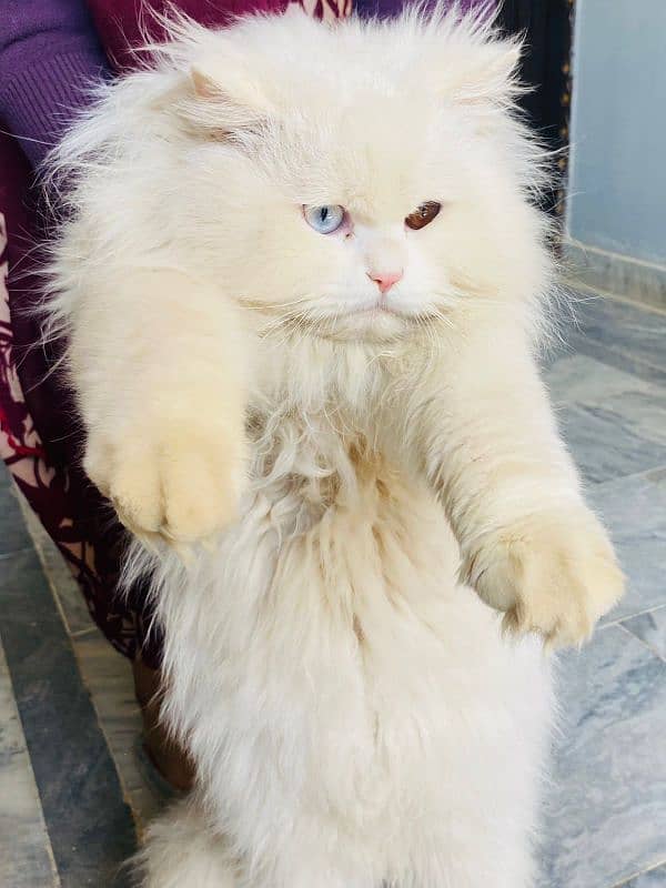 Persian cat male for sale 1