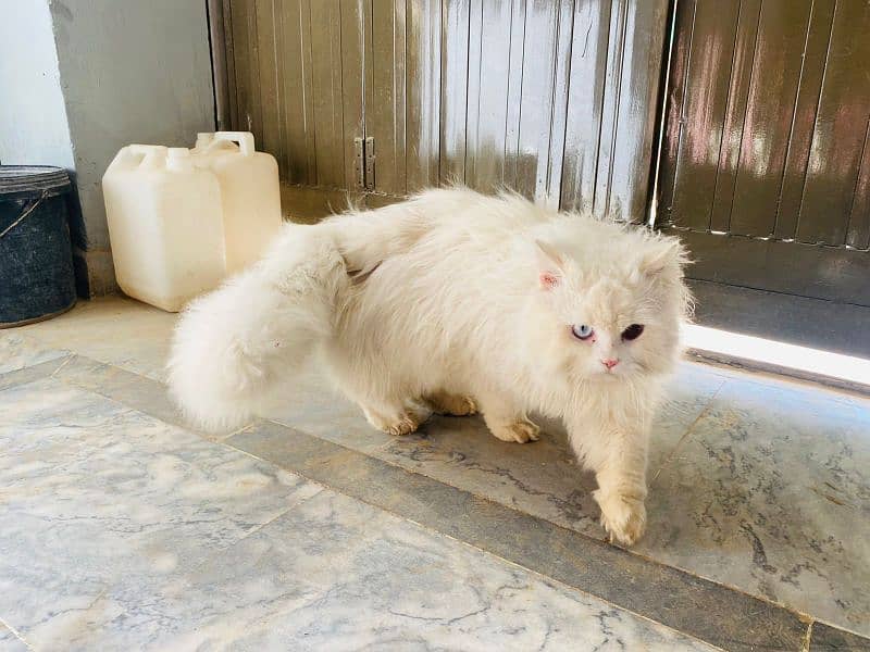 Persian cat male for sale 2