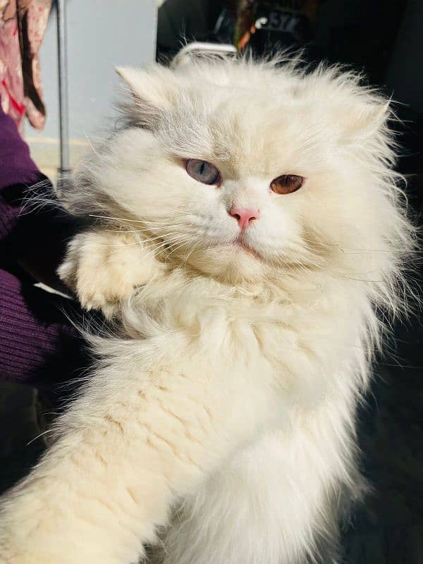 Persian cat male for sale 3