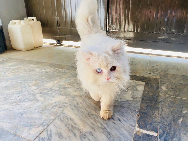 Persian cat male for sale 4