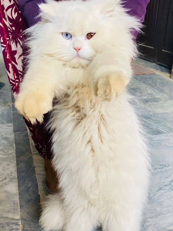 Persian cat male for sale 5