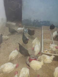 White layer hens for sale