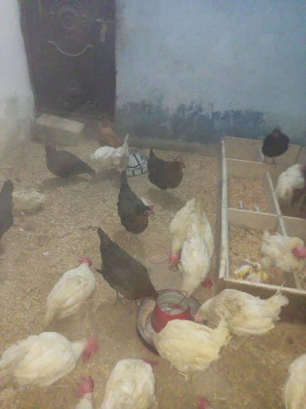 White layer hens for sale 0