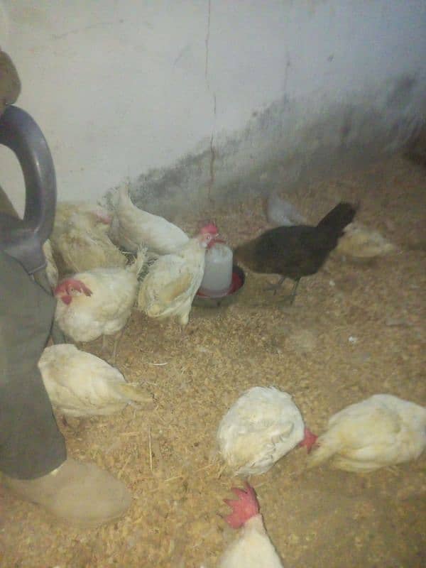 White layer hens for sale 1