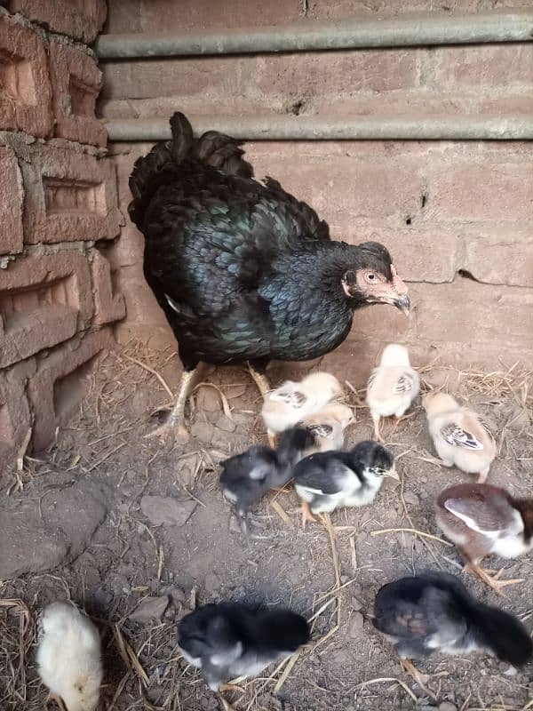 Hen with chicks 1