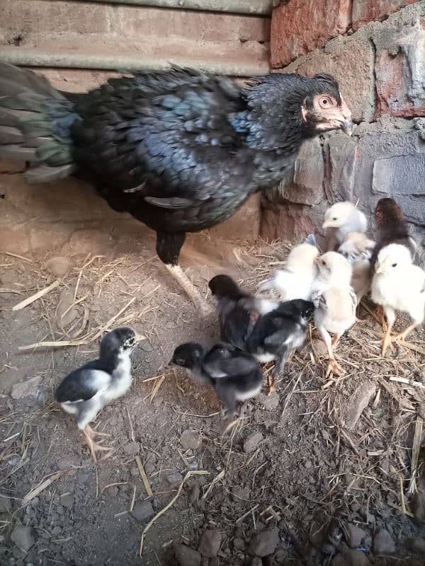 Hen with chicks 2