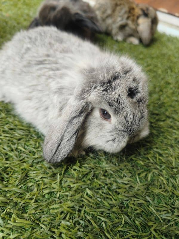 Rabbit Bunnies Fancy Holland Lop 0