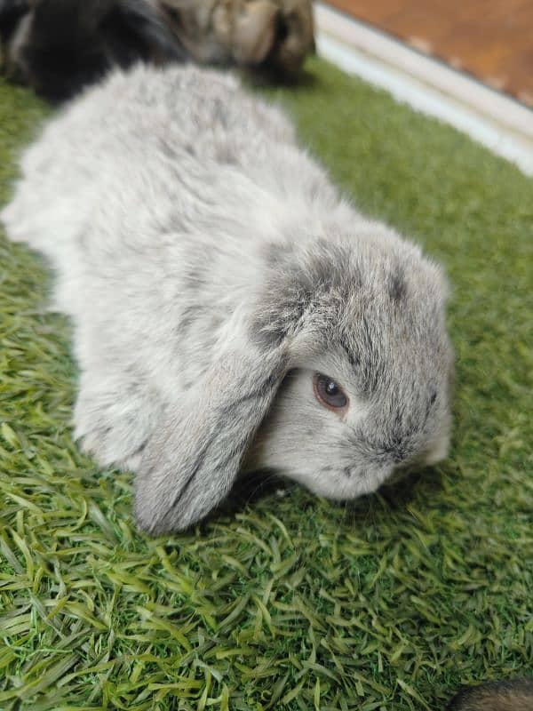 Rabbit Bunnies Fancy Holland Lop 1