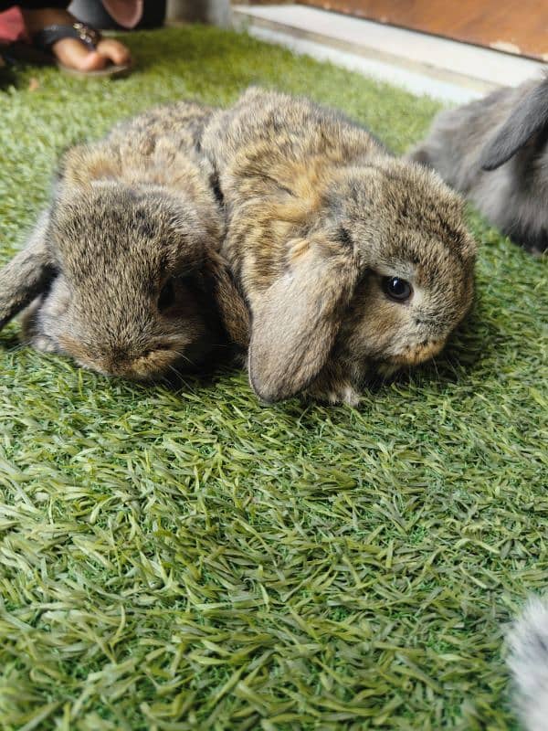 Rabbit Bunnies Fancy Holland Lop 2