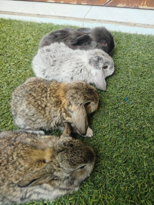 Rabbit Bunnies Fancy Holland Lop 3