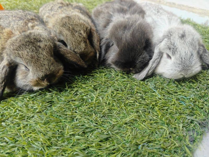 Rabbit Bunnies Fancy Holland Lop 4