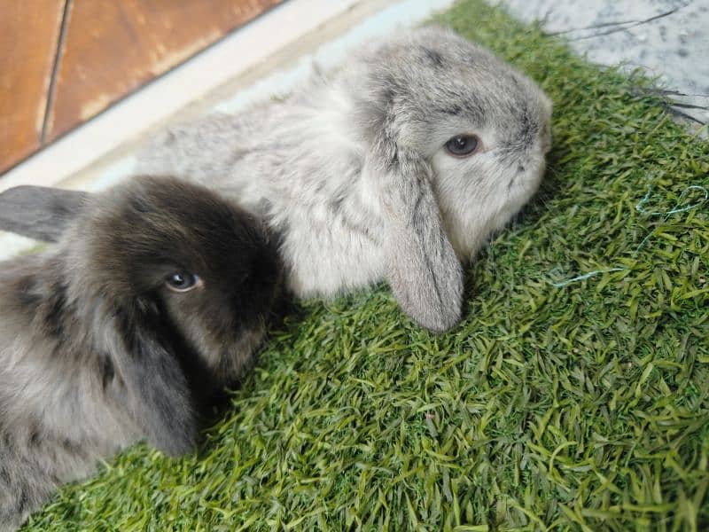 Rabbit Bunnies Fancy Holland Lop 5