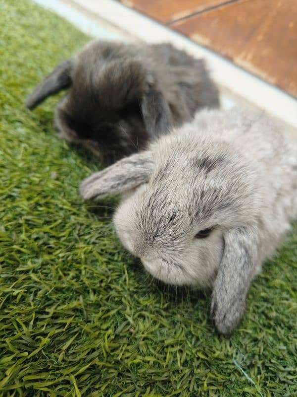 Rabbit Bunnies Fancy Holland Lop 6