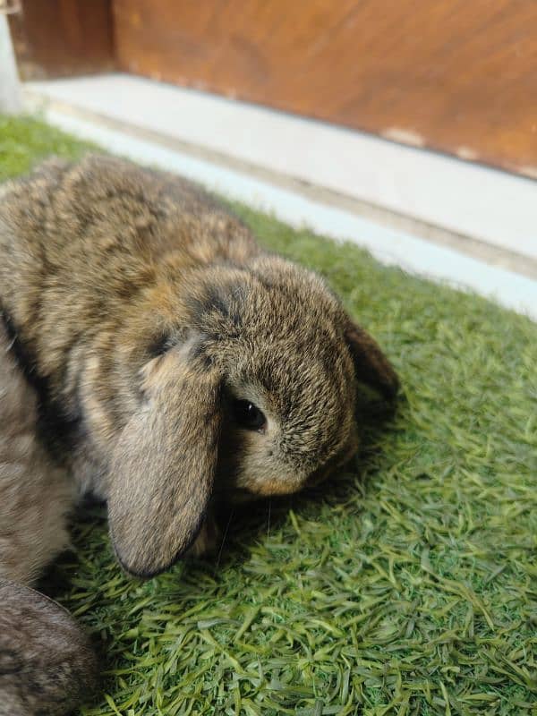 Rabbit Bunnies Fancy Holland Lop 7