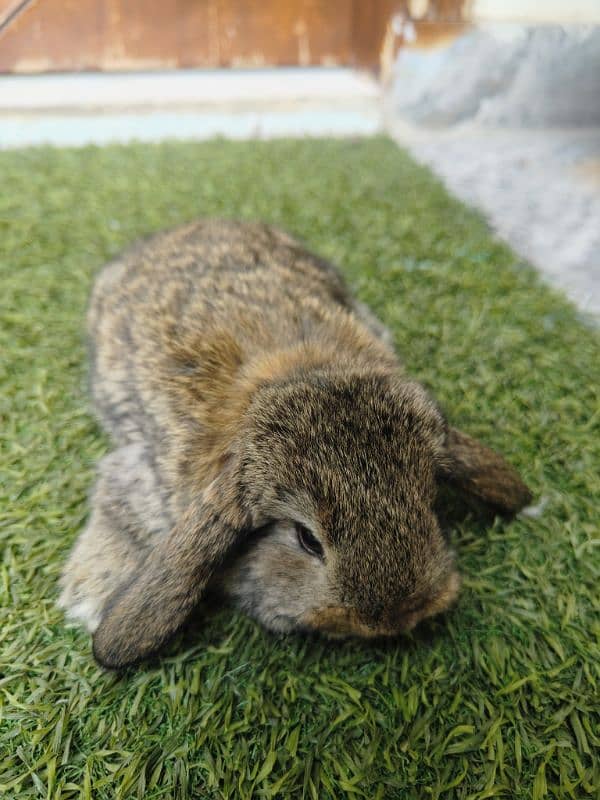 Rabbit Bunnies Fancy Holland Lop 8