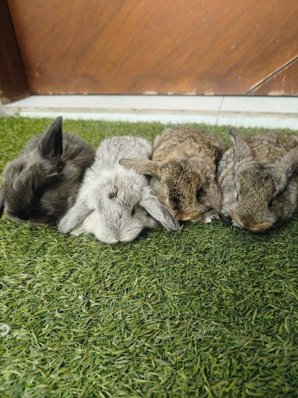 Rabbit Bunnies Fancy Holland Lop 9