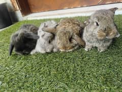 Rabbit Bunnies Fancy imported Holland Lop