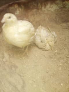 Btair white fancy egg laying +92 305 8249962