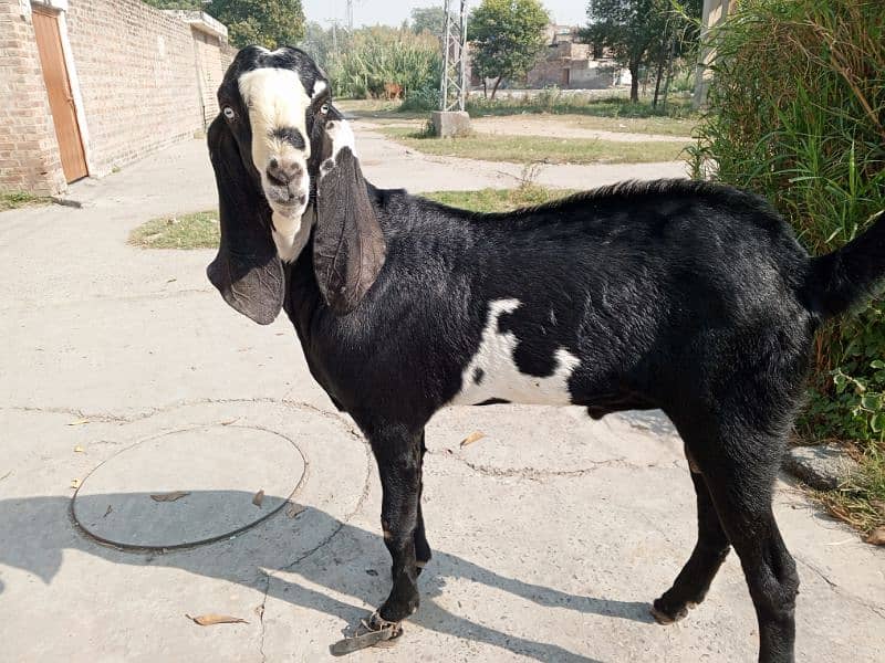 betal Bakra 2