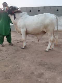 Ablaq print bachra | Cow for sale