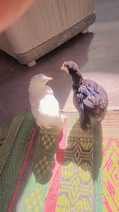 bantan chicks black and white pair for sale