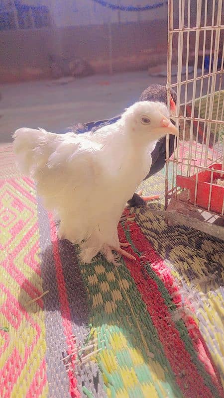 bantan chicks black and white pair for sale 1