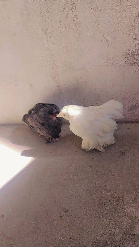 bantan chicks black and white pair for sale 2