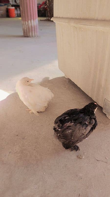 bantan chicks black and white pair for sale 3