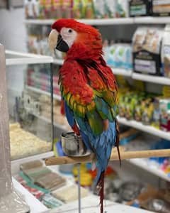 red macaw parrot cheeks and for sale 03367460196