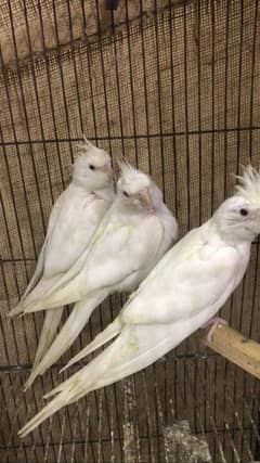 Eno cockatiel red eyes pathay for sale