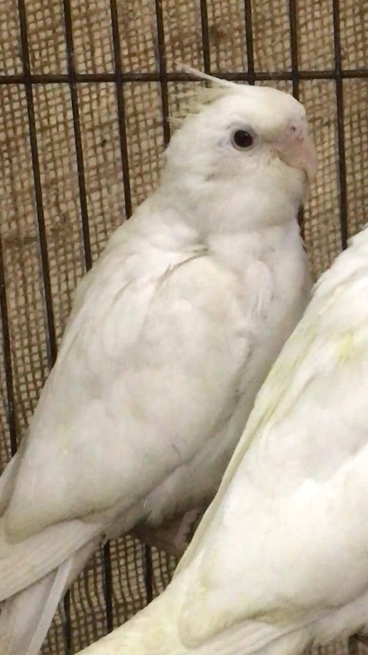 Eno cockatiel red eyes pathay for sale 1