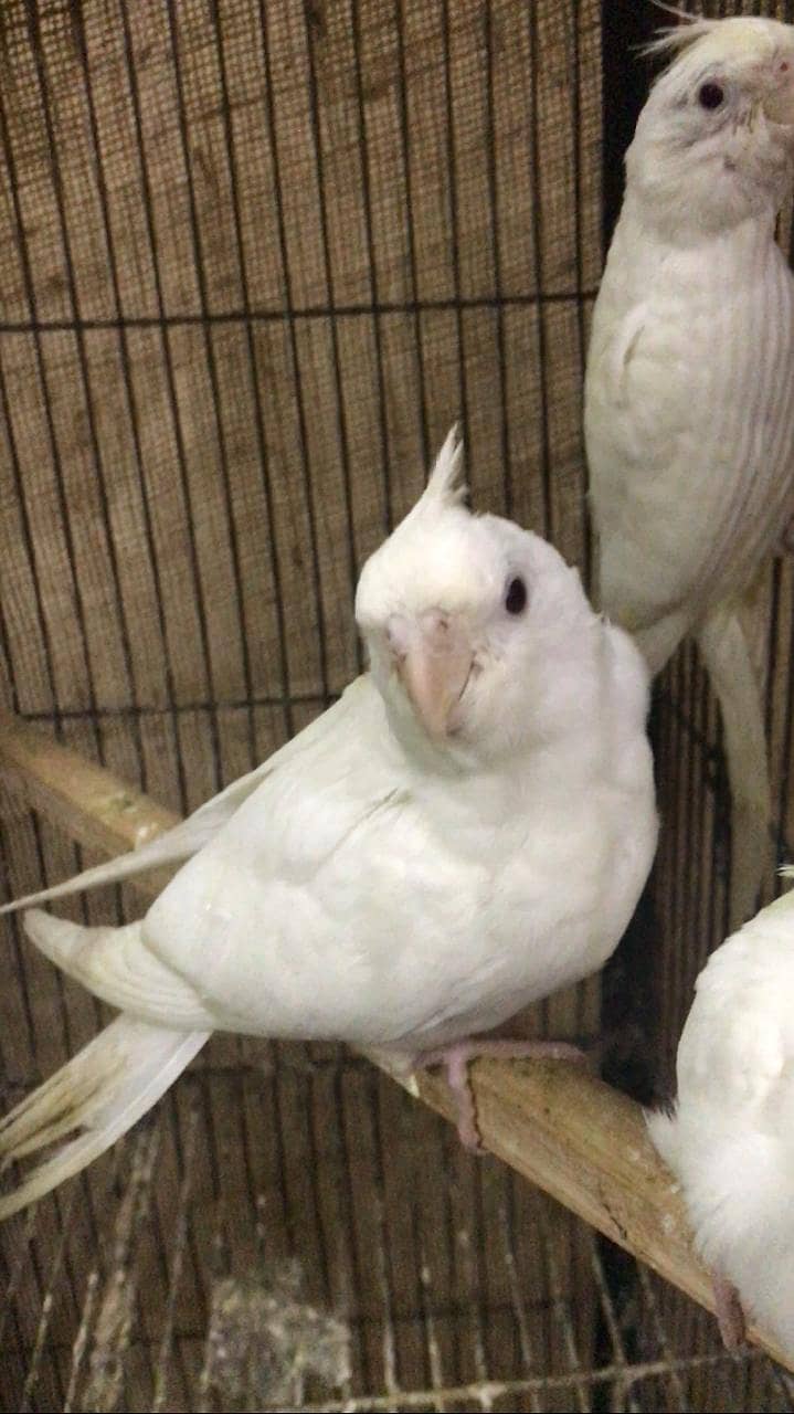 Eno cockatiel red eyes pathay for sale 2