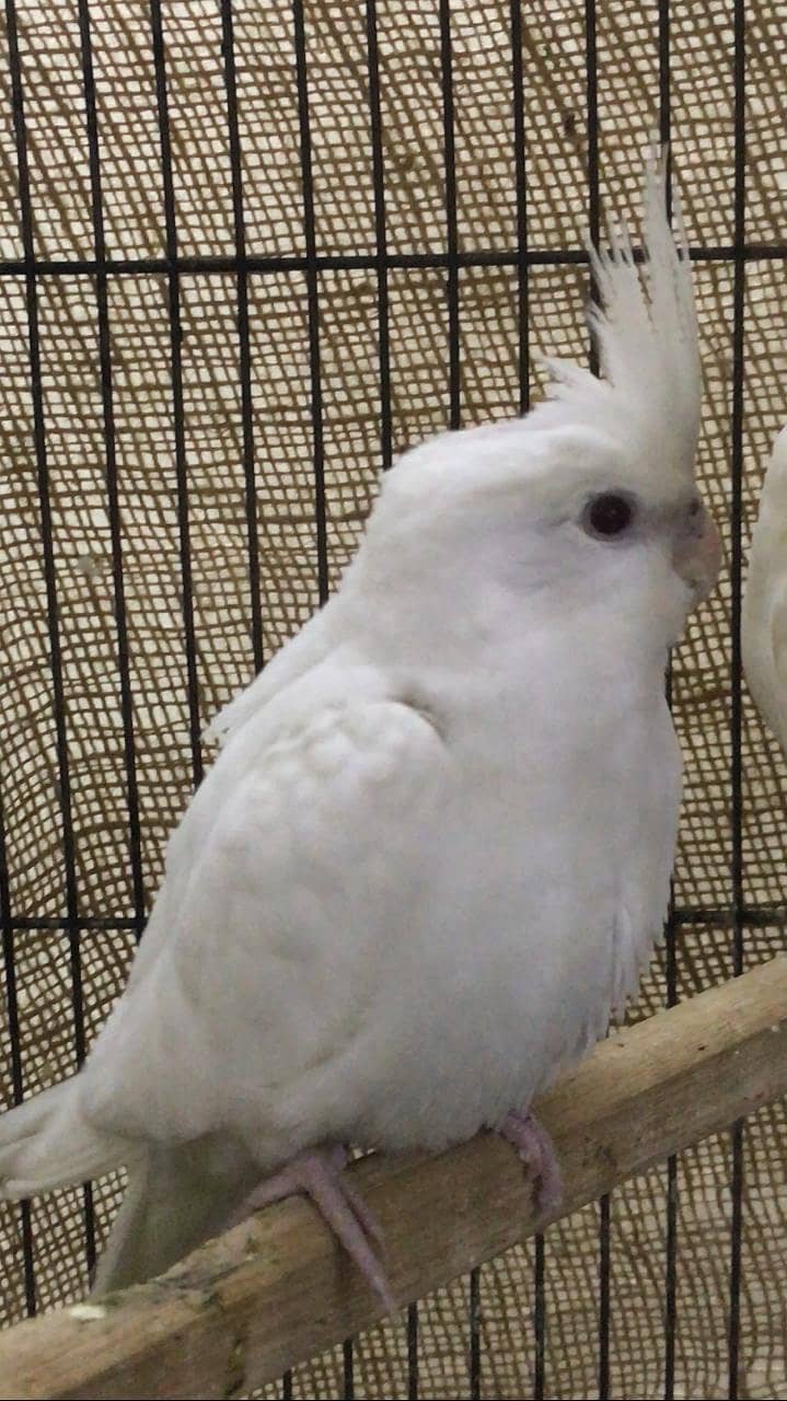 Eno cockatiel red eyes pathay for sale 3