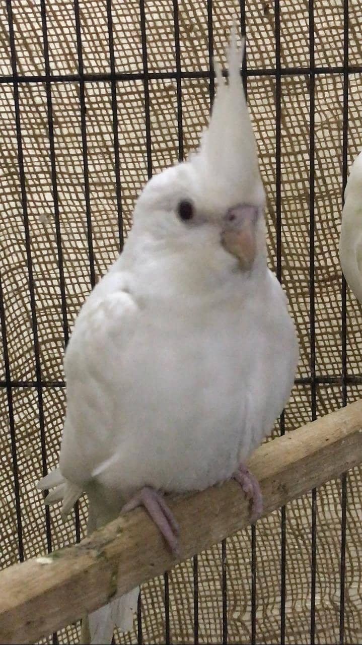 Eno cockatiel red eyes pathay for sale 4