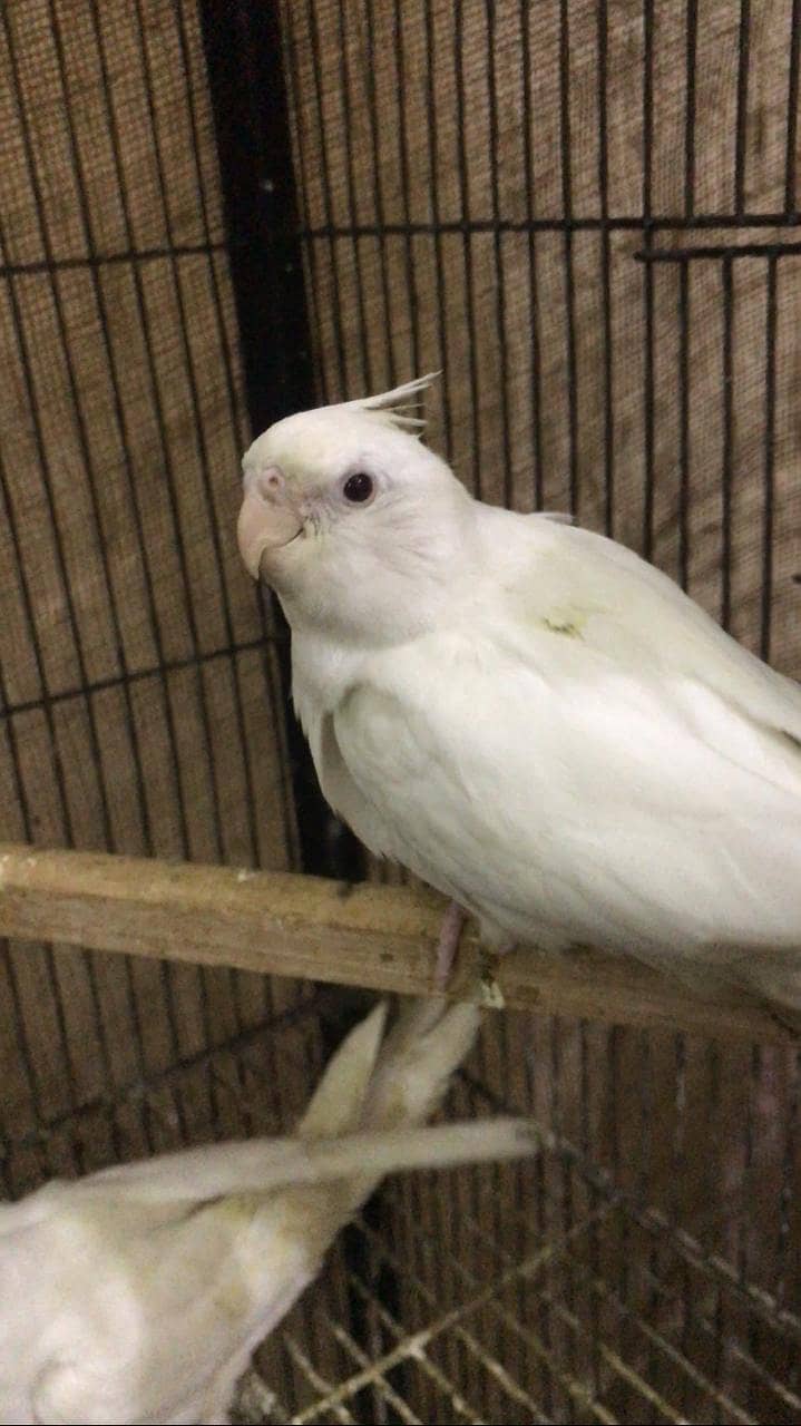 Eno cockatiel red eyes pathay for sale 5