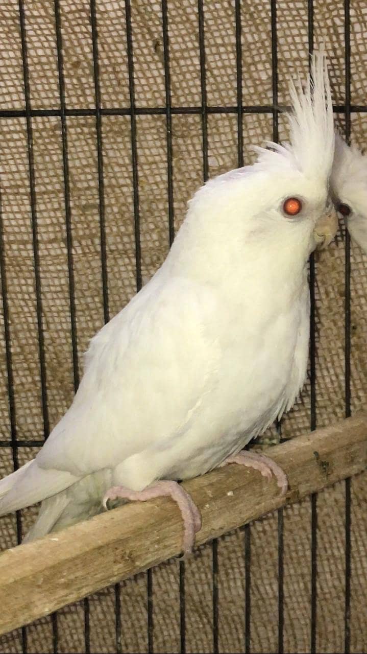 Eno cockatiel red eyes pathay for sale 6