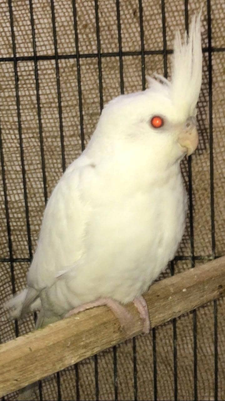 Eno cockatiel red eyes pathay for sale 7