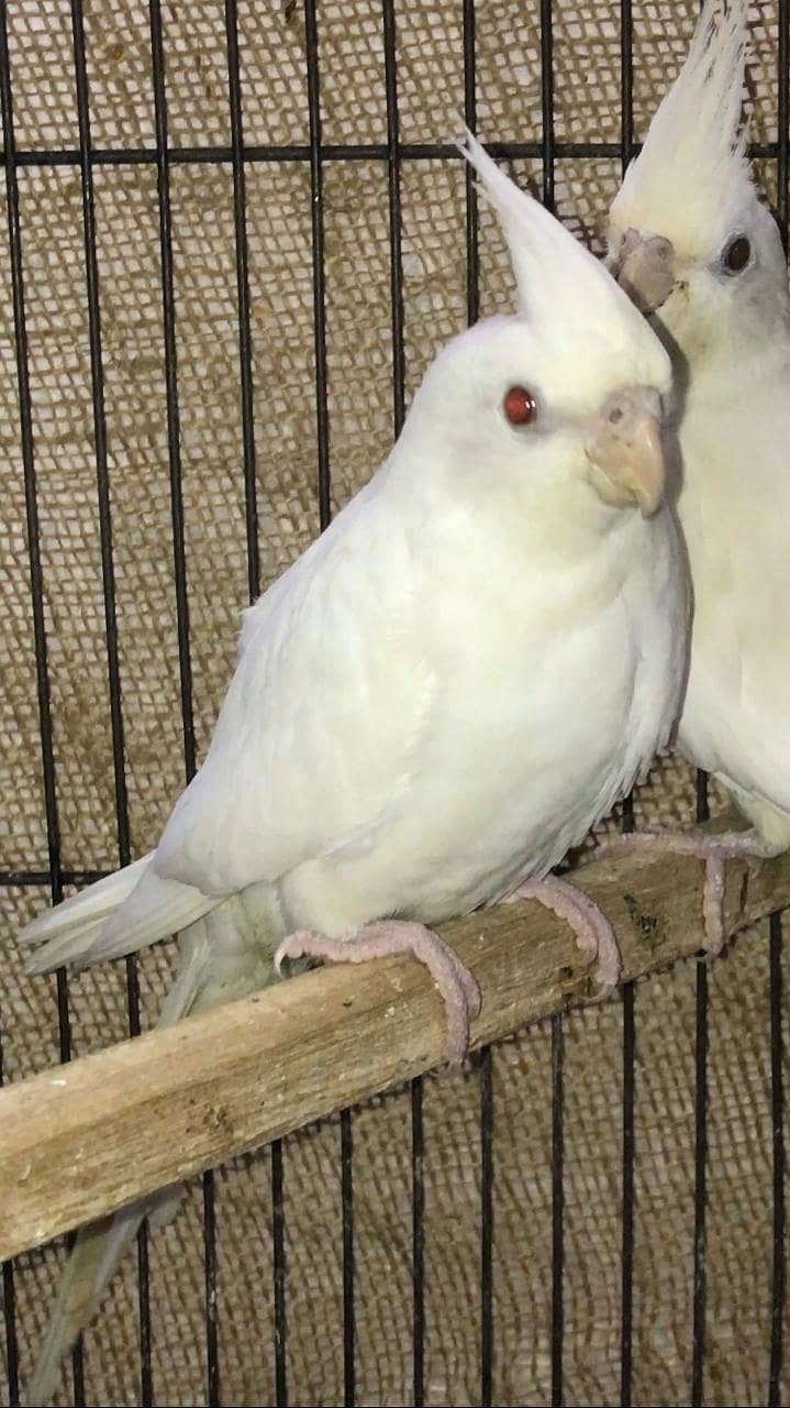 Eno cockatiel red eyes pathay for sale 8