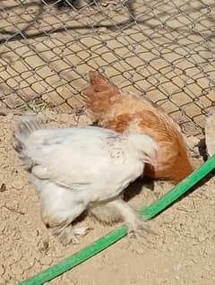 Golden misri/ lohman brown chicks /hens for sale