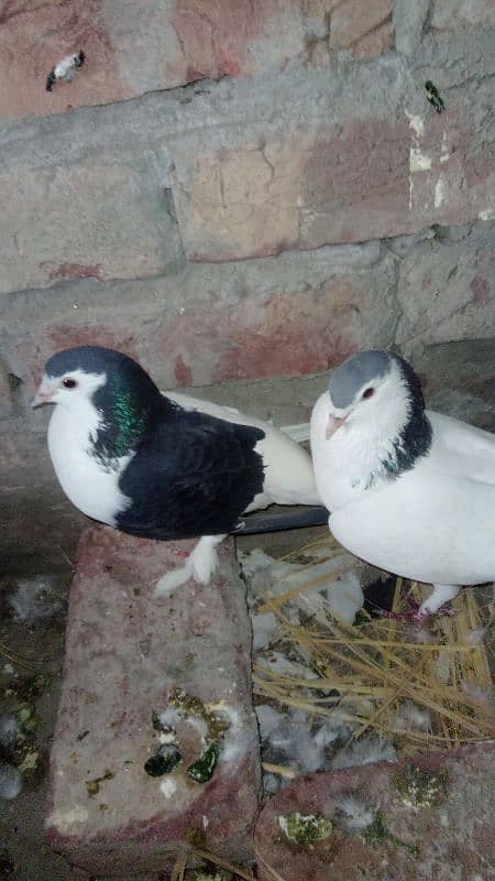 love brids and Australian and sherazi kabutar pigeon 2