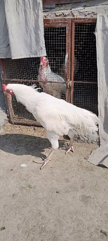 white Heera pair of sell 5