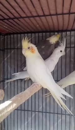 cockatiel for sale