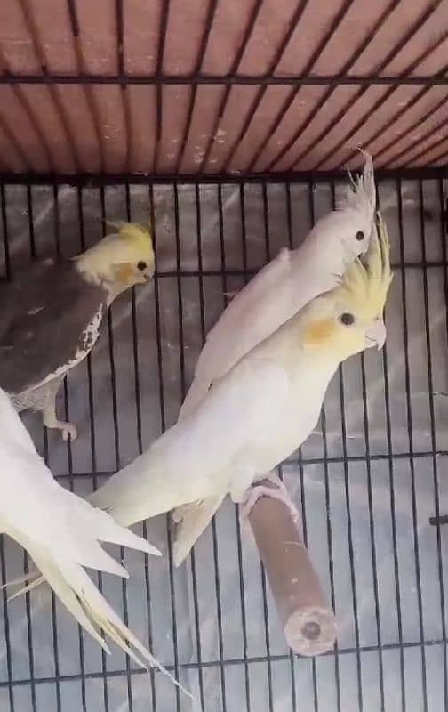 cockatiel for sale 1