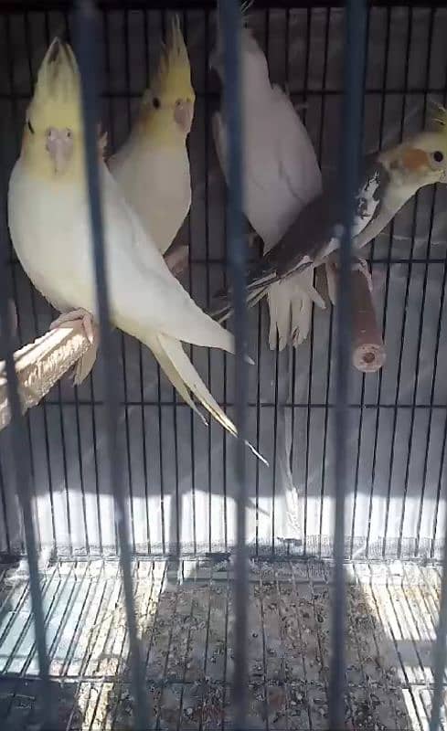 cockatiel for sale 2