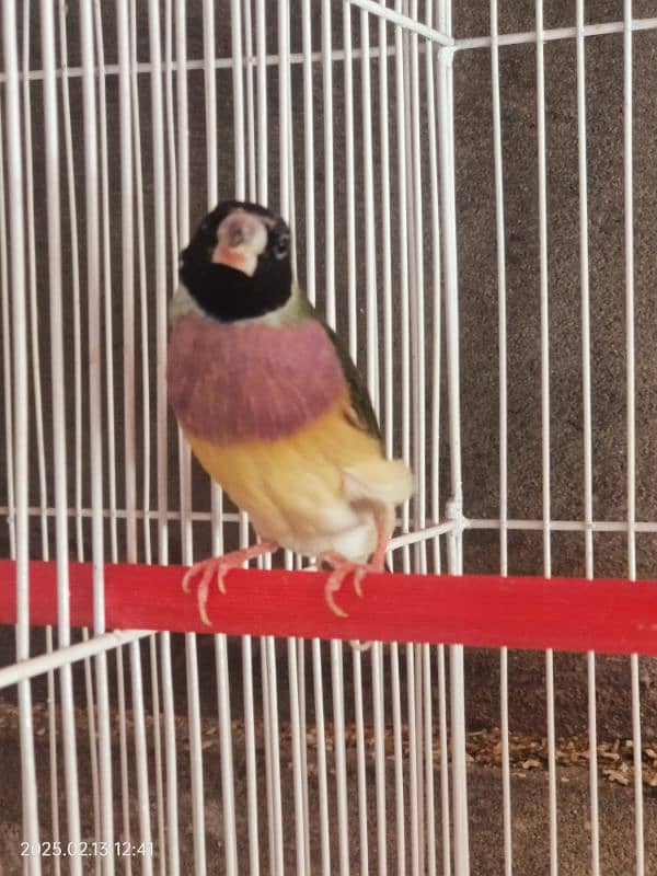 gouldian finch 0