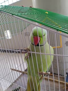 talkative green ringneck