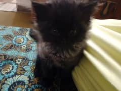 Black Triple-Coated Persian Kitten – Cute, Playful, and Ready to Adopt