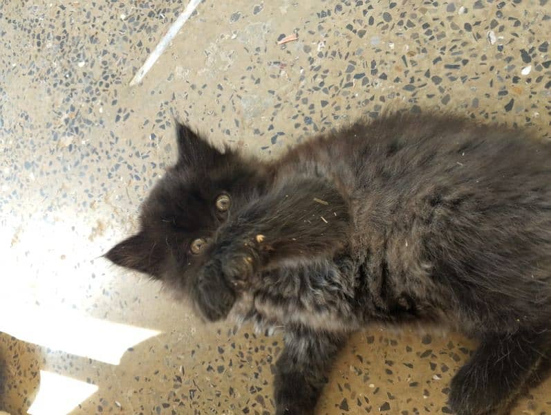 Black Triple-Coated Persian Kitten – Cute, Playful, and Ready to Adopt 2