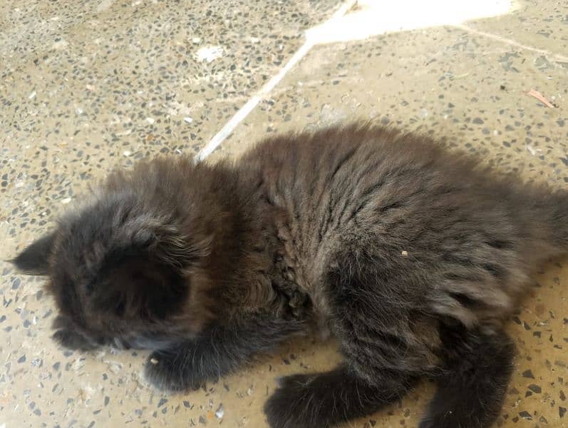 Black Triple-Coated Persian Kitten – Cute, Playful, and Ready to Adopt 3