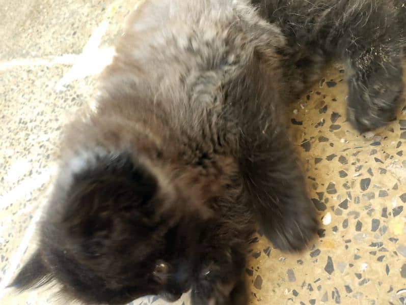 Black Triple-Coated Persian Kitten – Cute, Playful, and Ready to Adopt 4